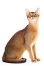 Abyssinian cat