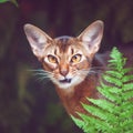 Abyssinian cat aggressive, like a predator, photo in natural conditions