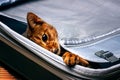 Abyssinian cat in the bag