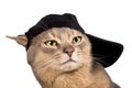 Abyssinian cat in baseball cap Royalty Free Stock Photo