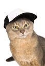 Abyssinian cat in baseball cap isolated on white Royalty Free Stock Photo