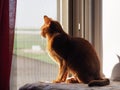 Abyssinian cat basks in the sun on the window