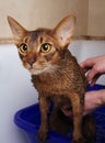 Abyssinian cat bathing