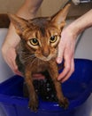 Abyssinian cat bathing