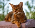 Abyssinian cat