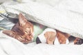 Abyssinian Cat in bedclothes sick, sleeping embracing a toy under