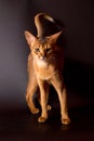 Abyssinian cat on black background