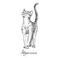 Abyssinian, cat breeds illustration with inscription, hand drawn doodle, vector