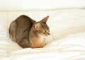 Abyssinian cat. Close up portrait of blue abyssinian female cat, sitting on white blanket. Pretty cat on white background. Cute