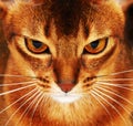 Abyssinian cat closeup Royalty Free Stock Photo