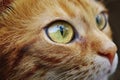 Abyssinian cat closeup Royalty Free Stock Photo