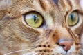 Abyssinian cat closeup Royalty Free Stock Photo