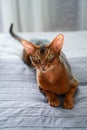 Abyssinian cat, cat. Royalty Free Stock Photo