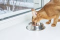 Abyssinian cat eating from silver bowl on white surface by bright window Royalty Free Stock Photo