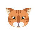 Abyssinian cat face, tabby head of domestic red short haired kitty Royalty Free Stock Photo