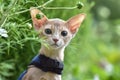 Abyssinian cat of fawn color, close-up portrait, walks along the lawn with flowers