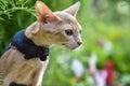 Abyssinian cat of fawn color, close-up portrait, walks along the lawn with flowers