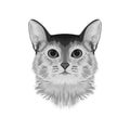 Abyssinian cat head avatar, black and white sketch drawing, hand drawn artwork, monochrome vector illustration Royalty Free Stock Photo