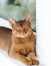 Abyssinian cat is at home. Beautiful purebred short-haired young cat lies on windowsill on balcony, looking at camera. Close up,