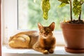 Abyssinian cat is at home. Beautiful purebred short-haired young cat lies on windowsill in sun next to potted plant. Selective