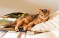 Abyssinian cat at home. Close up portrait of blue abyssinian cat, lying on a patchwork quilt and pillows Royalty Free Stock Photo