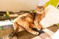 Abyssinian cat at home. Close up portrait of blue abyssinian cat, lying on a patchwork quilt and pillows Royalty Free Stock Photo