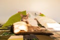 Abyssinian cat at home. Close up portrait of blue abyssinian cat, lying on a patchwork quilt and pillows Royalty Free Stock Photo