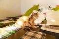 Abyssinian cat at home. Close up portrait of blue abyssinian cat, lying on a patchwork quilt and pillows Royalty Free Stock Photo