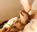 Abyssinian cat at home. Close up portrait of blue abyssinian cat, lying on a patchwork quilt and pillows Royalty Free Stock Photo