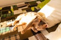 Abyssinian cat at home. Close up portrait of blue abyssinian cat, lying on a patchwork quilt and pillows Royalty Free Stock Photo