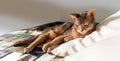 Abyssinian cat at home. Close up portrait of blue abyssinian cat, lying on a patchwork quilt and pillows Royalty Free Stock Photo