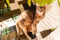 Abyssinian cat at home. Close up portrait of blue abyssinian cat, lying on a patchwork quilt and pillows