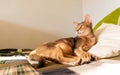 Abyssinian cat at home. Close up portrait of blue abyssinian cat, lying on a patchwork quilt and pillows Royalty Free Stock Photo