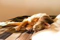 Abyssinian cat at home. Close up portrait of blue abyssinian cat, lying on a patchwork quilt and pillows Royalty Free Stock Photo