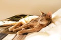 Abyssinian cat at home. Close up portrait of blue abyssinian cat, lying on a patchwork quilt and pillows Royalty Free Stock Photo