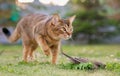 Abyssinian cat hunts a bird in the open air