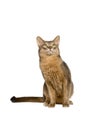 Abyssinian cat intently looking up Royalty Free Stock Photo