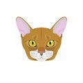 Abyssinian cat isolated on white background vector illustration