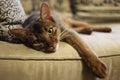 Abyssinian cat