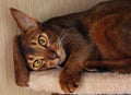 Abyssinian cat lying in cat house