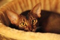 Abyssinian cat lying in its bed