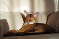 Abyssinian cat lying on the sofa