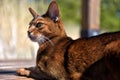 Abyssinian cat lying Royalty Free Stock Photo