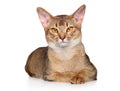 Abyssinian cat lying on a white background.