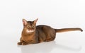 Abyssinian cat lying on the white background with long tail