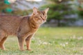 Abyssinian cat in the nature