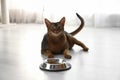 Abyssinian cat near feeding bowl at home. Lovely pet Royalty Free Stock Photo