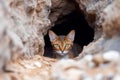 Abyssinian Cat Peeking from Behind Rocks Royalty Free Stock Photo
