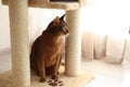 Abyssinian cat on pet tree at home. Lovely pet