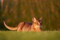 Abyssinian Cat playing at the lawn